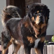 MISTER EKO Diabelski Uśmiech