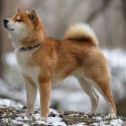 Kentarou Go Koshiwasou