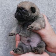 WIEDŹMIN Czar Olbrzyma