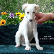 LORD NORTH Impuls i Splendor