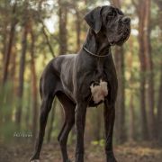 GATTUSO La Componella