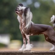 CARTE NOIRE Dream Of Coffee FCI 