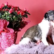 NOBLE NORTH Impuls i Splendor