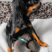 Mibleck (FCI) PESTKA` FULLHOUSE