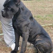 Tu si na cosa grande pe me del Domus Var 