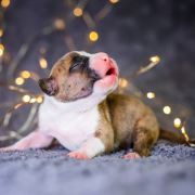 TASMANIAN DEVIL Because of Crazy Time 