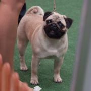 FLASH OF JOY LADY LUCK FOR SEQUEDILLE