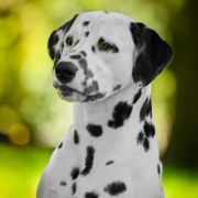 Alphadirato Surprise Me (Semmy)