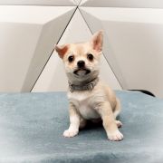 BRANDON z Dorzecza FCI