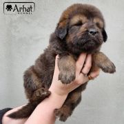 LANCELOT Arhat