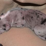 THORIN Czar Olbrzyma