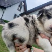 Dark Blue Jodłowy Border