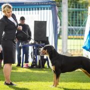 Sennenhund Rossii Wishenka