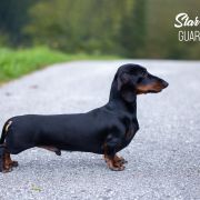 Star's Tori Guarantee