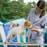 OLIWKA Lubelski Tropiciel FCI Mł.Ch PL