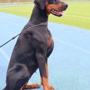 PASSION Błękitny Kanion FCI