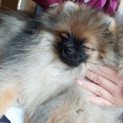 VERDI FORTUNINO Mori Diamante FCI 