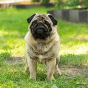 ENKANTO MAGIKO YAGAMI I ACCEPT CHALLENGE