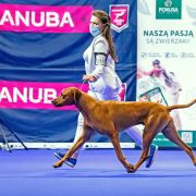 J CHPL,CHPL, Junior Polish Winner'2021 GAMBIT Sangoma