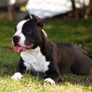 Lola Narcotic of Nimilioxus 