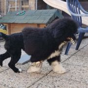 Aussie Welkope CZAS NA MIŁOŚĆ