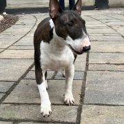 ANGRY BIRD RR SPACE BOMB LIGOCKA WATAHA