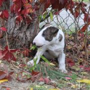 Pyszny Precel Gryźbull