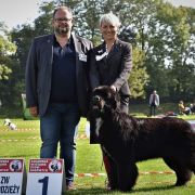 Melisa Beautiful Great Dane FCI