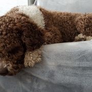 YASUMI Bona Espero (FCI)