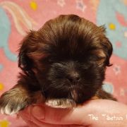 DAWA LHAMO The Tibetan Pride /FCI/