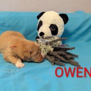 OWEN Shaggy Fluff FCI