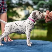 BÓJKA z Łaciatej Krainy 