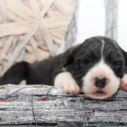 ABRAKADABRA Natalaland