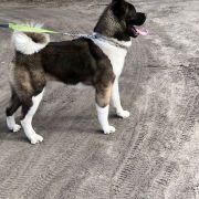 Triumf Sibiri VAIS VSEGDA PERVIY