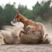 Fong d'Arias Fifty Amazing Angel