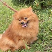 КИРИНА РАДОСТЬ ЧЕСИКА
