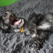 PICASSO Diamond Lamb