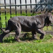 DANIELLA DEL' BOSCO FOLTO