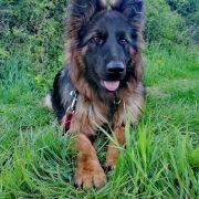 ARIZONA Kingfran (FCI)