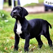 CASABLANCA Athel Loren 