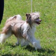 Crazy Cresteds Finola Panoh