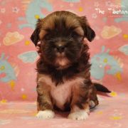 DAWA PALMO The Tibetan Pride /FCI/