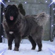 SAMOSVETI SIBIRI ALMAZ