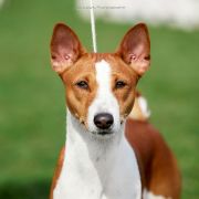 Ivory Rose Dominant Star 