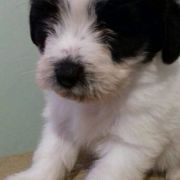 DASZEŃKA Dio Present