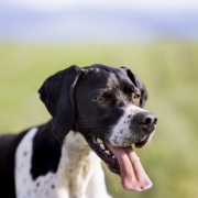 Zumba Loyal Point FCI 