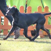 HORUS z Buczynowych Górek