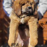 BEA Fear Faire (FCI)