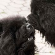 AFRICA FROM LAND OF WHITE WATTERS