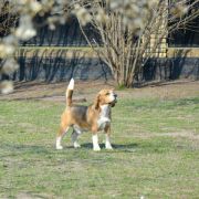 HULK HOGAN LA CASA DEMIANI